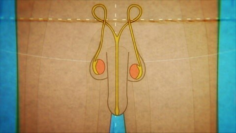 Animiert – Der Penis und die Hodensäcke, in ihnen sind die Hoden und die Samenleiter eingezeichnet.