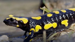 Ist der Salamander eine Eidechse? · Frage trifft Antwort