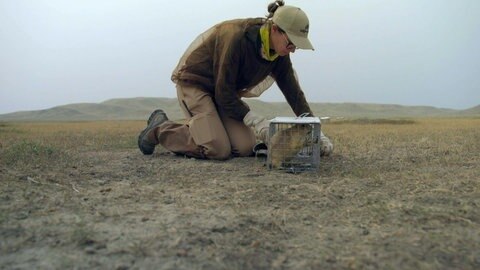 Eine Frau kniet im Staub, neben ihr steht ein kleiner Käfig, in dem ein Präriehund gefangen wurde.