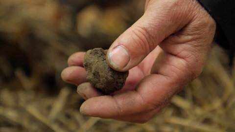 Wie findet man Trüffel? · Frage trifft Antwort