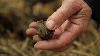 Wie findet man Trüffel? · Frage trifft Antwort