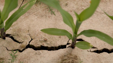 Landwirtschaft ohne Chemie?