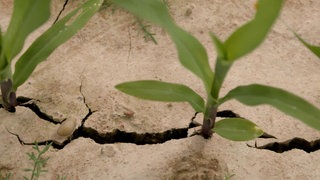 Landwirtschaft ohne Chemie?