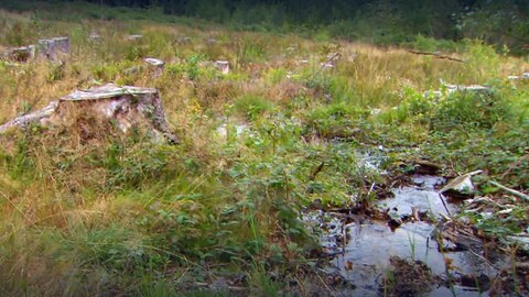 Warum werden Moore renaturiert? · Frage trifft Antwort