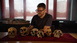 Schädel von sechs verschiedenen Frühmenschenarten liegen auf einem Tisch vor dem Anthropologen Philipp Gunz