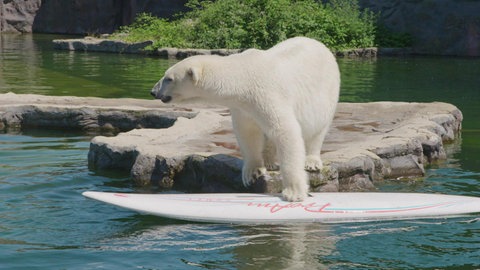 Was Tiere den ganzen Tag so tun · Tiere im Zoo