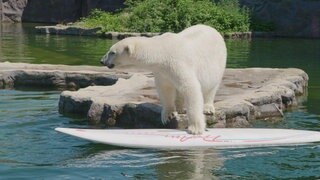 Was Tiere den ganzen Tag so tun · Tiere im Zoo