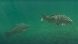 Der Karpfen ist kein Barsch · Das kleine 1x1 der Artenkunde