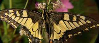 Von der Raupe zum Schmetterling · Tiere und Pflanzen