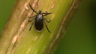 Wie finden Zecken ihre Opfer? · Frage trifft Antwort