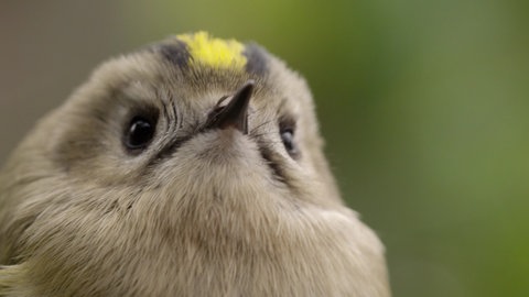 Das Wintergoldhähnchen
