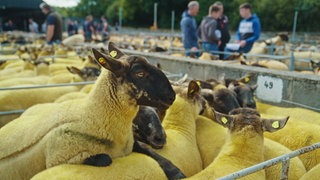 Schaffe hinter einem Gatter während eienr Auktion