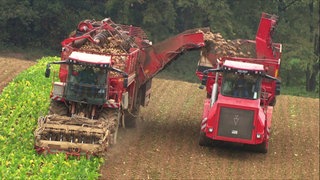 Wie wird aus Rüben Zucker? · Frage trifft Antwort