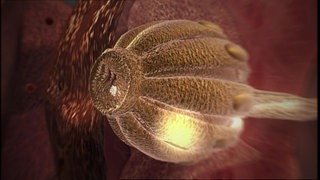 Wie funktioniert das Schmecken? · Frage trifft Antwort