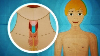 Animiert – Ein Junge, neben ihm eine Abbildung des Kehlkopfes und der Stimmbänder. 