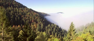 Wie unterscheiden sich Fichte und Tanne? · Frage trifft Antwort