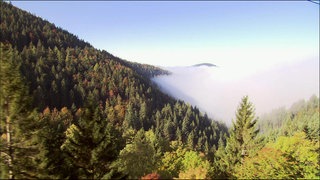 Wie unterscheiden sich Fichte und Tanne? · Frage trifft Antwort