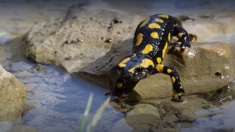 Der Salamander ist keine Eidechse · Das kleine 1x1 der Artenkunde