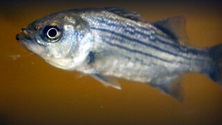 Was ist ein Tomatenfisch? · Frage trifft Antwort