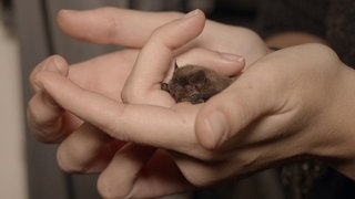 Die Rauhautfledermaus · Die geheimnisvollen Reisen der Tiere