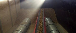 Kartoffeln werden auf einem Laufband transportiert.