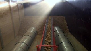 Kartoffeln werden auf einem Laufband transportiert.