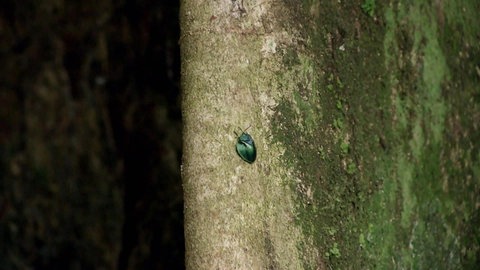 Die Ausbeutung der Urwälder