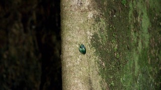 Die Ausbeutung der Urwälder