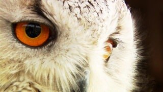 Superaugen (Fassung 2019) · total phänomenal