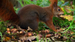 Wer frisst wen? · Frage trifft Antwort