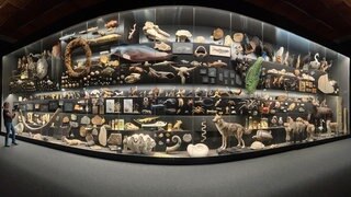 Vitrine in einem Museum, in der Hunderte unterschiedliche Tierarten ausgestellt sind
