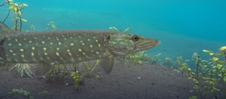 Lebensquelle Grundwasser