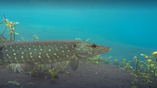 Lebensquelle Grundwasser