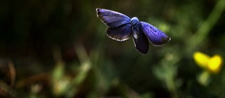 Wie fliegen Schmetterlinge? · Frage trifft Antwort