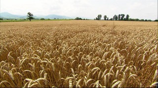 Wie wächst Weizen? · Frage trifft Antwort