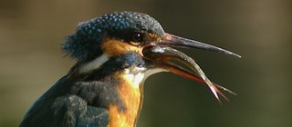 Eisvogel mit gefangenem Fisch im Schnabel