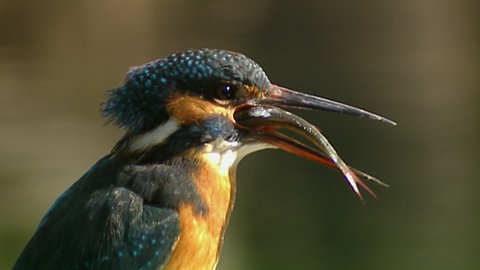 Eisvogel mit gefangenem Fisch im Schnabel