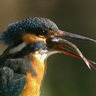 Eisvogel mit gefangenem Fisch im Schnabel