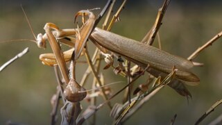 Faszination Insekten · Tiere und Pflanzen