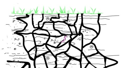 Das Tunnelsystem eines Regenwurms