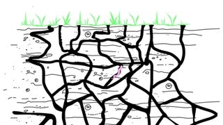 Das Tunnelsystem eines Regenwurms