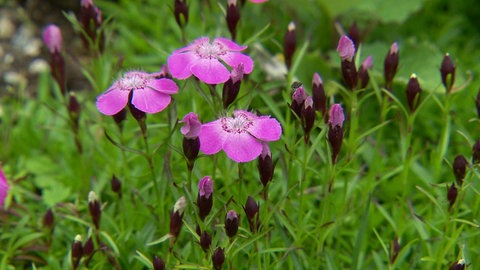 Die Jahreszeiten im Klimawandel · Natur nah