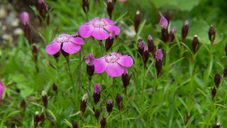 Die Jahreszeiten im Klimawandel · Natur nah