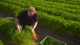 Ein Mann erntet Möhren.