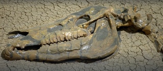 Wie arbeitet eine Präparatorin? · Frage trifft Antwort