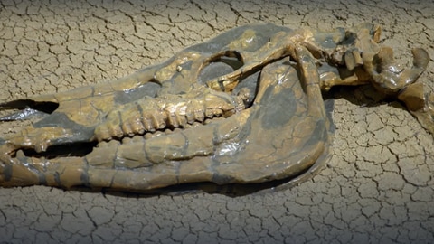 Wie arbeitet eine Präparatorin? · Frage trifft Antwort