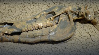 Wie arbeitet eine Präparatorin? · Frage trifft Antwort