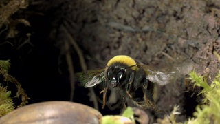 Wie lebt eine Erdhummel? · Frage trifft Antwort