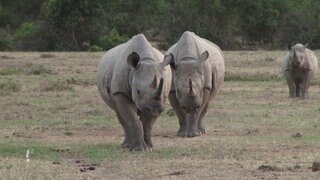 Zwei Spitzmaulnashörner laufen auf die Kamera zu. Ein Drittes ist stehend im Hintergrund am rechten Bildrand zu sehen. Von dieser Art gibt es nur noch wenige. Welche Rolle spielt das Artensterben für die Natur?
