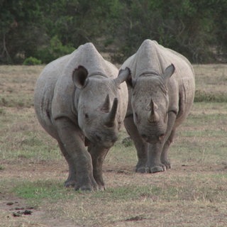 Zwei Spitzmaulnashörner laufen auf die Kamera zu. Ein Drittes ist stehend im Hintergrund am rechten Bildrand zu sehen. Von dieser Art gibt es nur noch wenige. Welche Rolle spielt das Artensterben für die Natur?